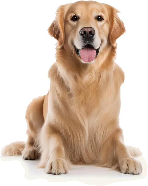 Commercial Dog Poop Removal San Jose