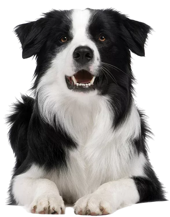 Deodorizer Treatment in San Jose, CA