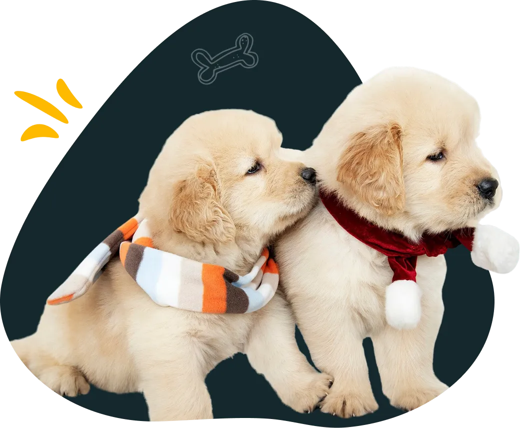 Puppies