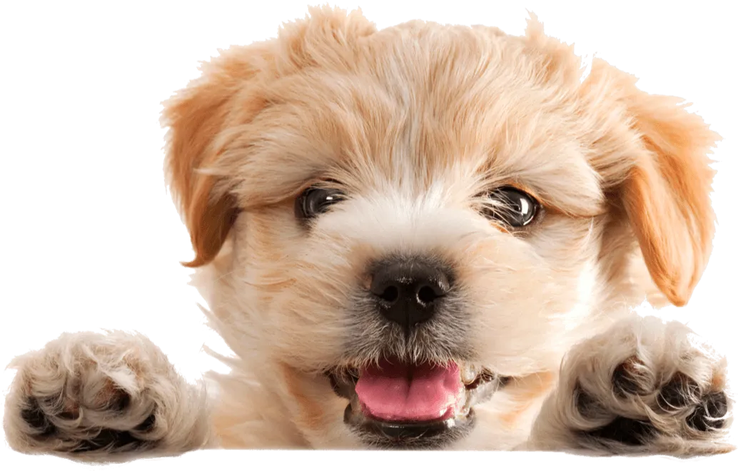 Puppy