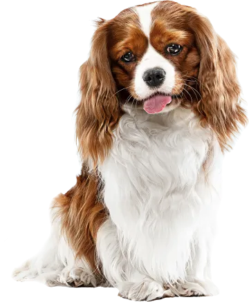 Puppy