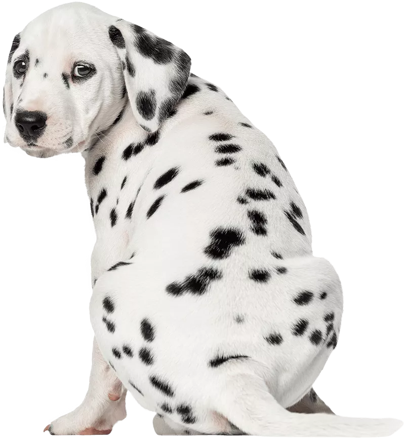 Residential Dog Poop Cleanup In San Jose CA